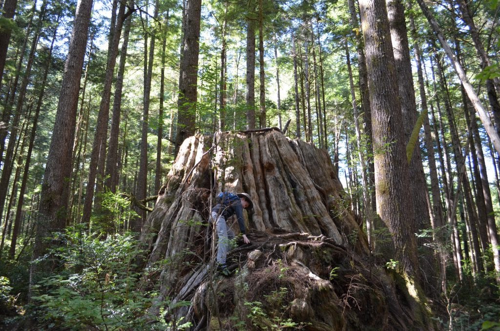 Long Island, part of the Willapa National Wildlife Refuge