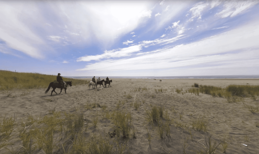 Horses on the beach