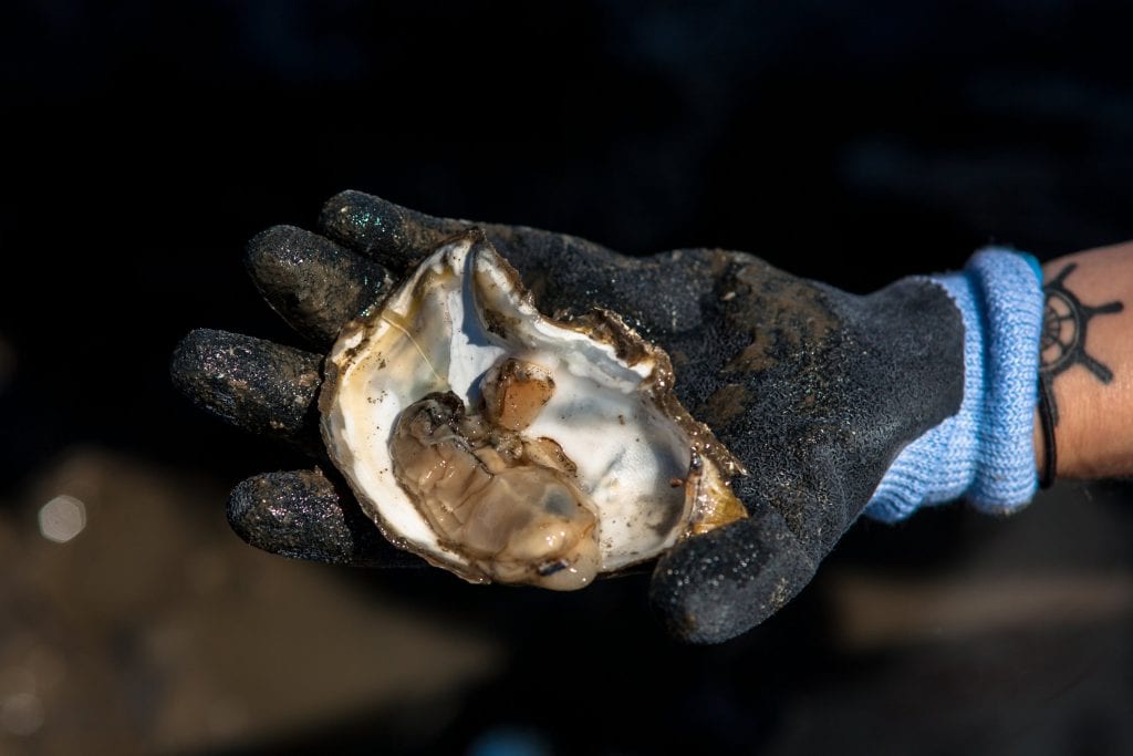 Willapa Bay oyster