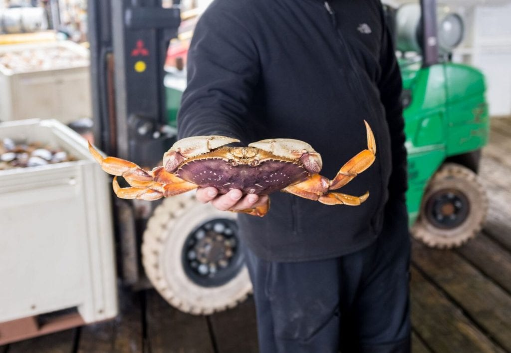 A man holding up a fresh Dungeness crab.