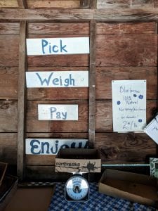 Pick your own blueberries at Cranguyma Farms