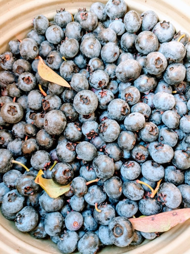 Blueberries from Cranguyma Farms