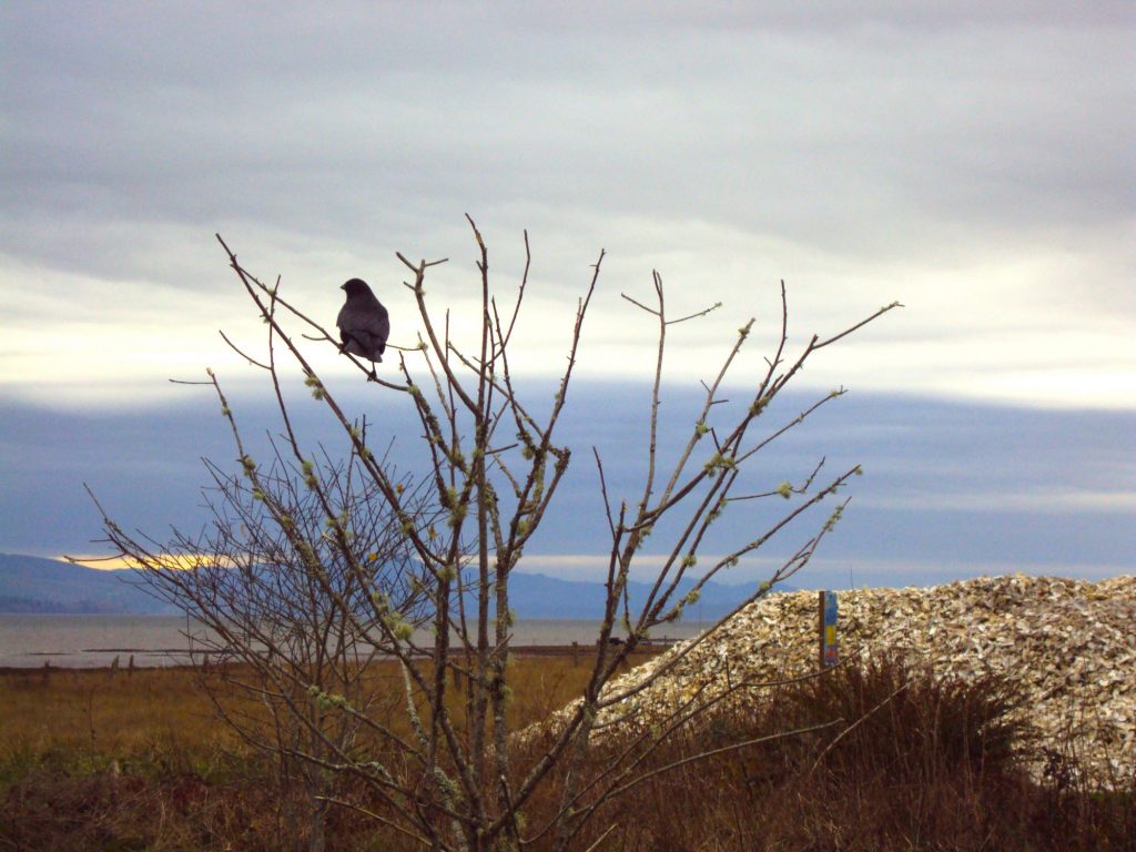 A bird sitting in a tree next to Willapa Bay.