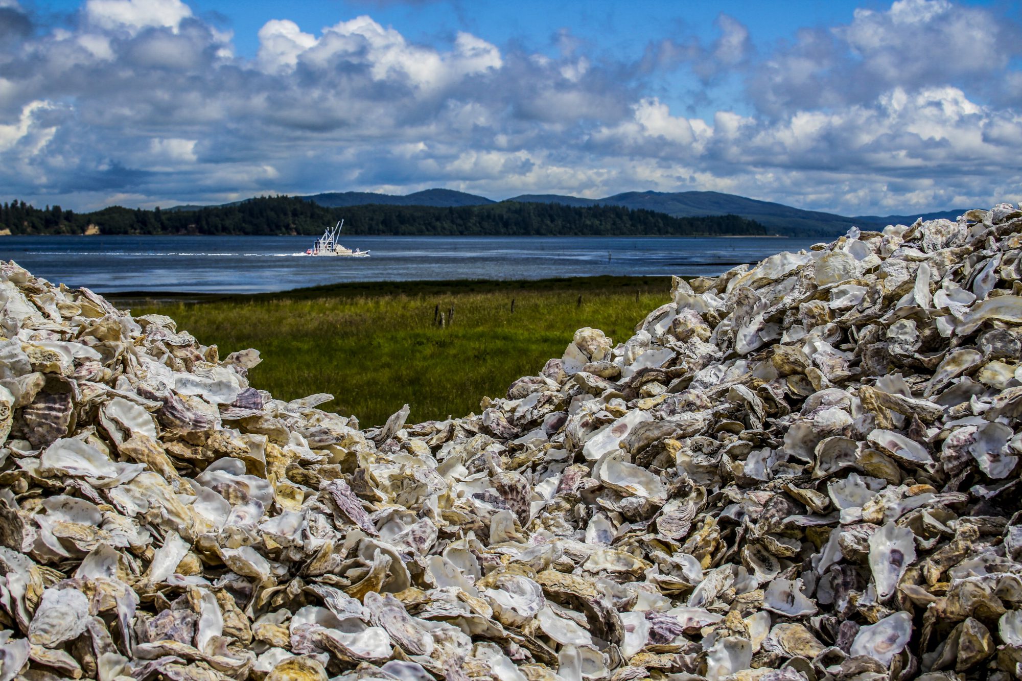 : A pile of oyster shells in the foreground, and beyond it, a field of tall grass, tree-covered hills and a boat sailing on a body of water in the background.