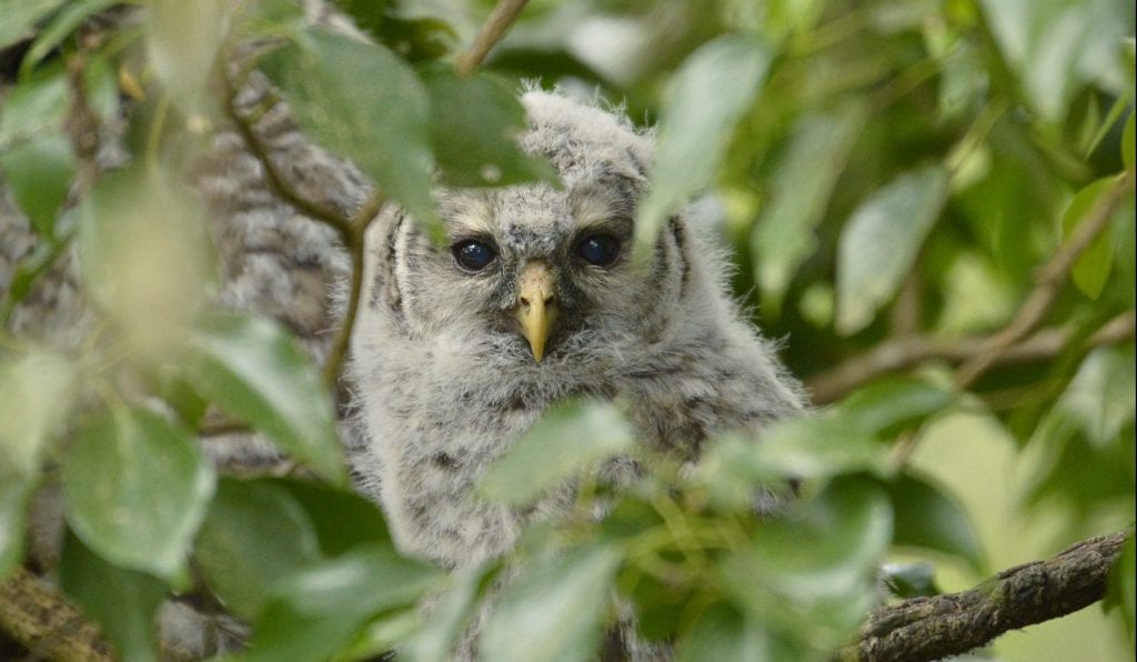 Barred Owlet photo by Jace the Bird Nerd