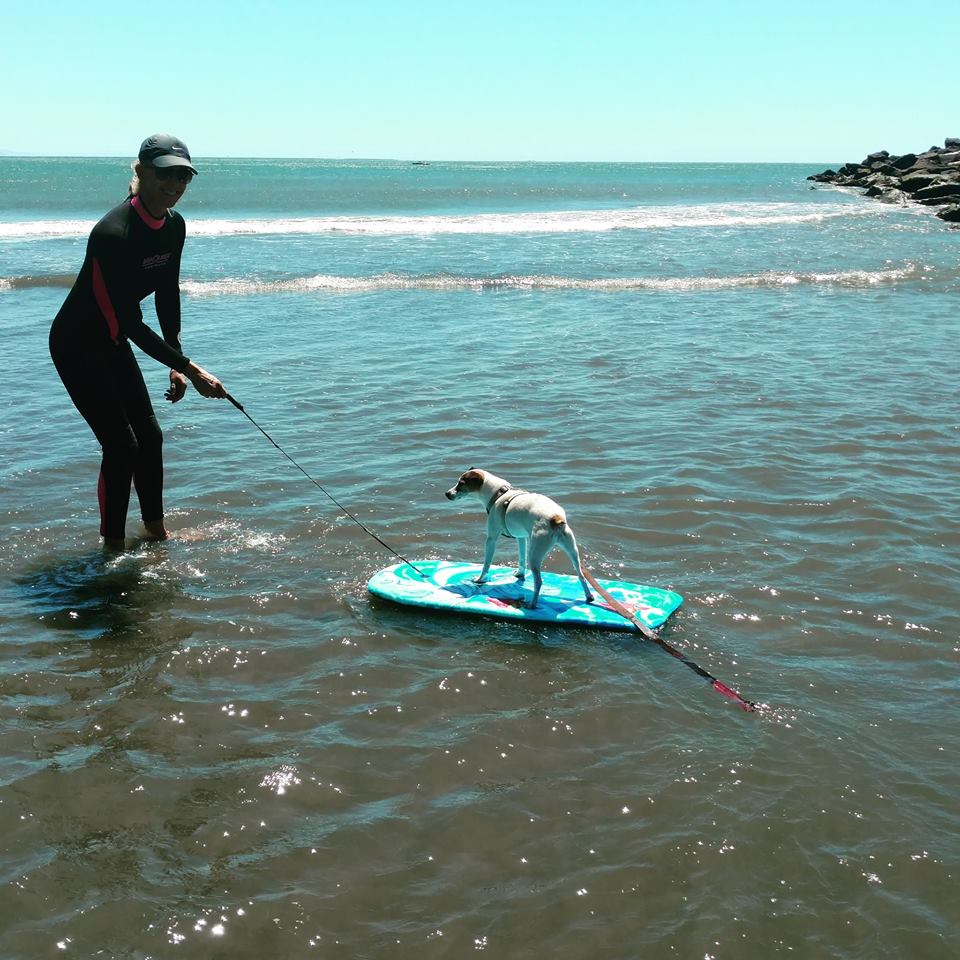 A pet has fun on a boogie board at dog-friendly Long Beach.