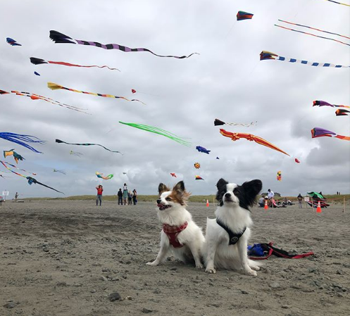 Two dogs sit under a sky filled with kites.