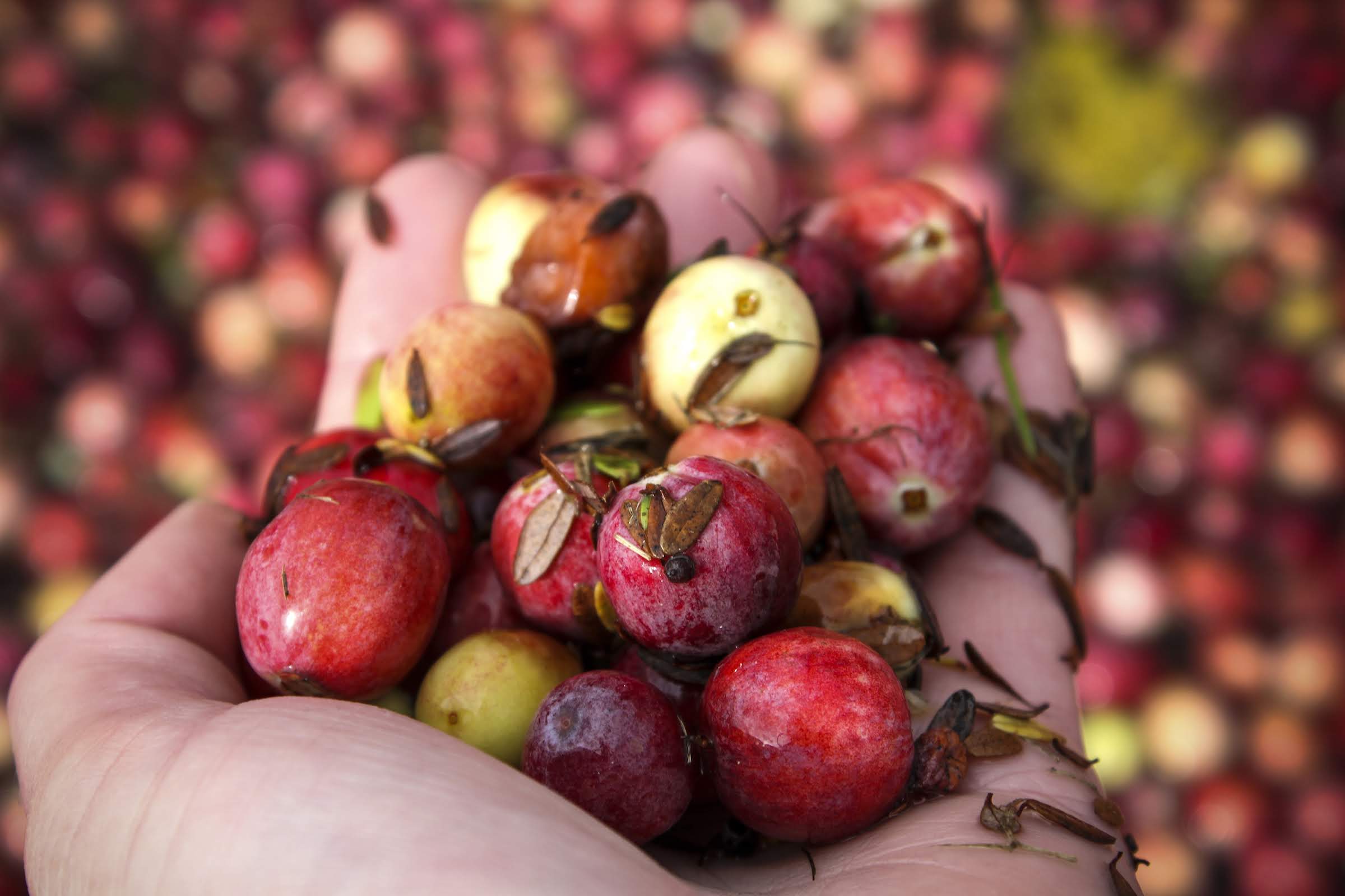 A pair of hands holding several cranberries.