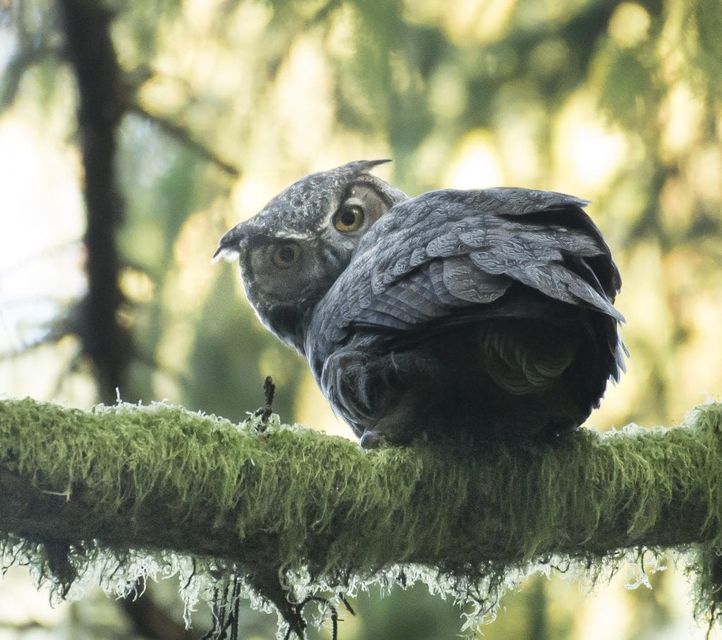 Great Horned Owl by Jace Walker