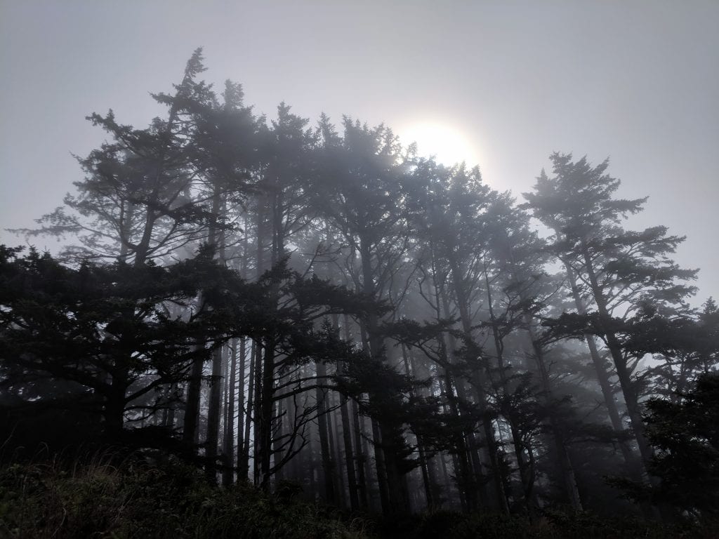 Trees at North Head Lighthouse