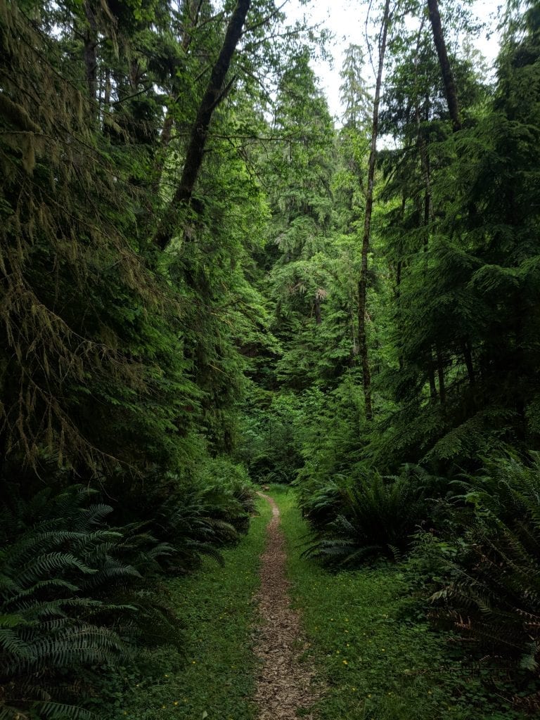 Willapa National Wildlife Refuge Cutthroat Climb