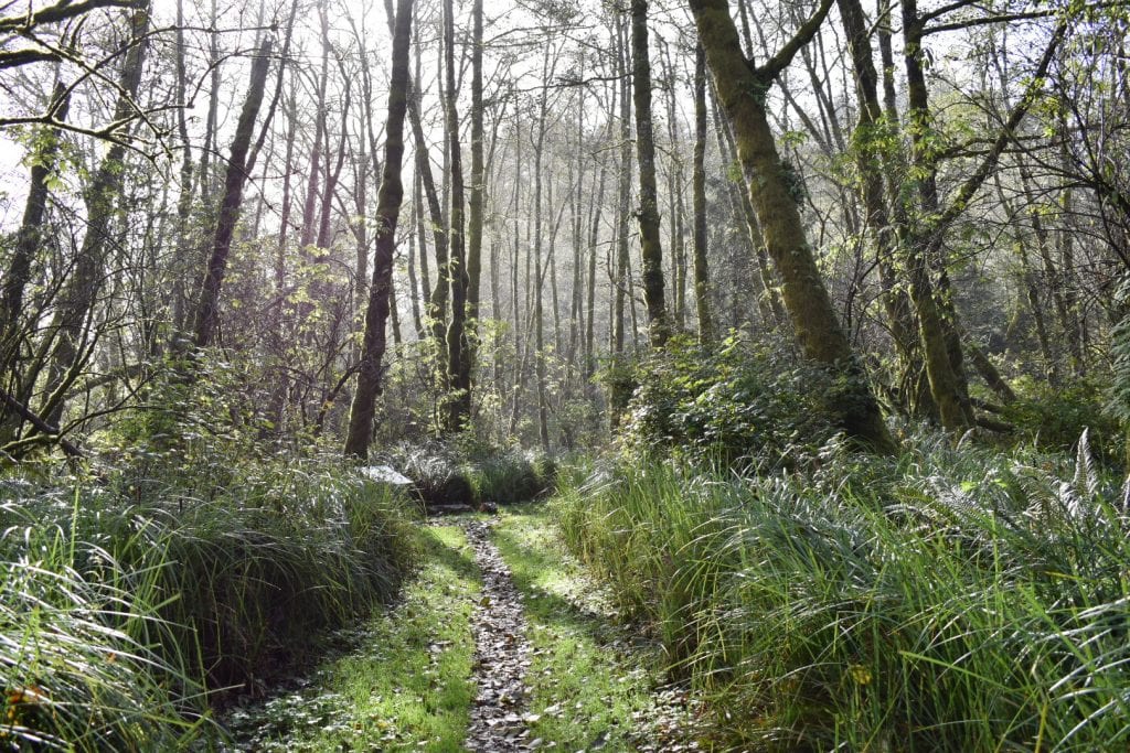 A trail leading through a forest with tall grass and trees in the town of Ilwaco.