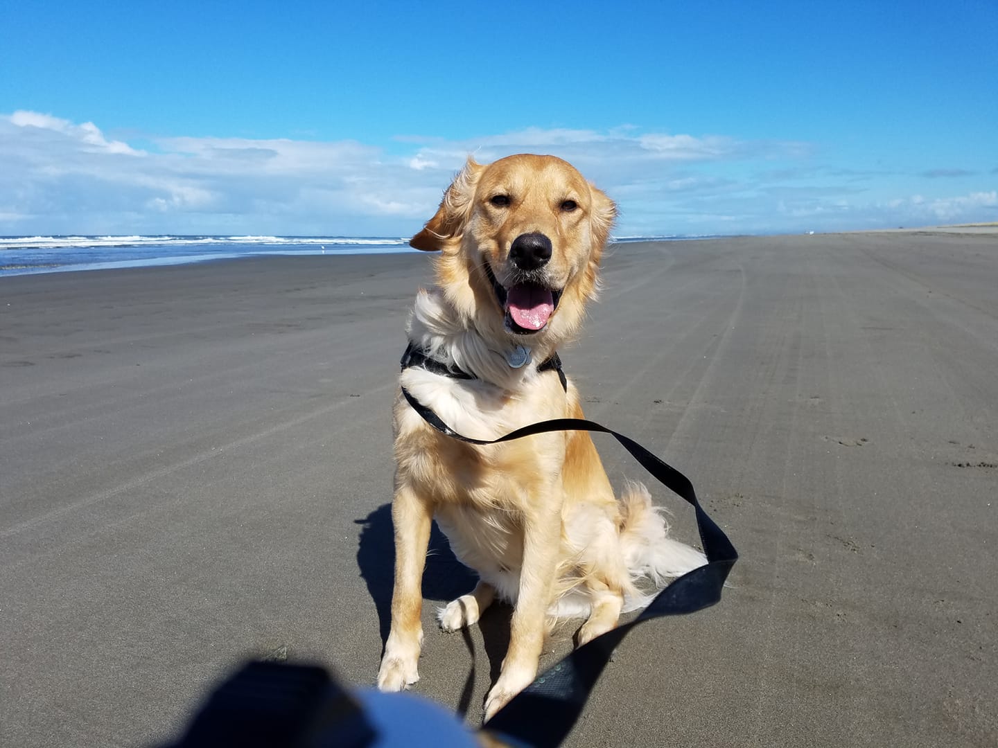 a dog sitting on a dog-friendly beach on a Pacific Northwest Road Trip.