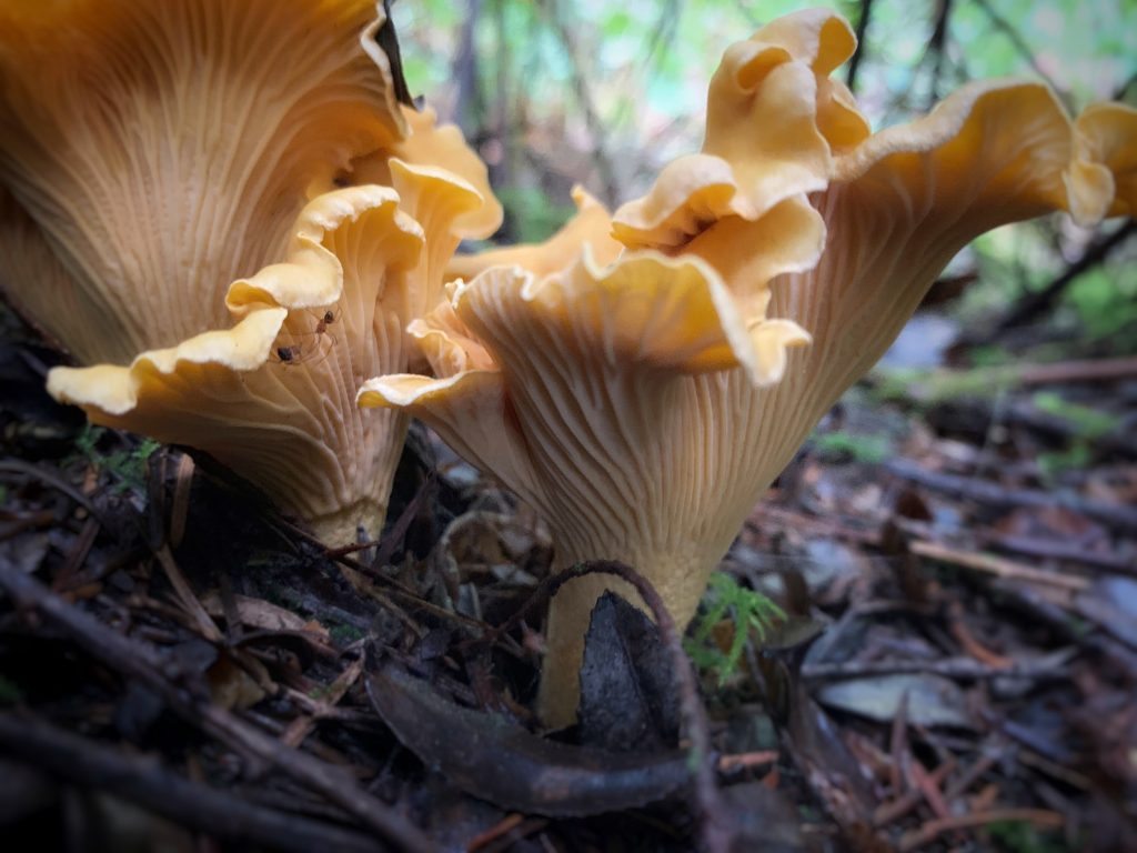 Origins of the Wild Mushroom Celebration