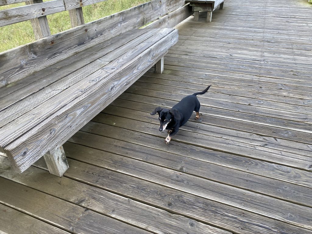 dog on boardwalk