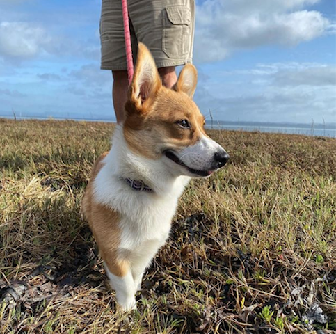 Corgi in Willapa Bay field, a dog-friendly place to take a hike on Long Beach Peninsula.