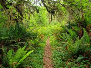 Discover Pass Free Day in Long Beach Peninsula