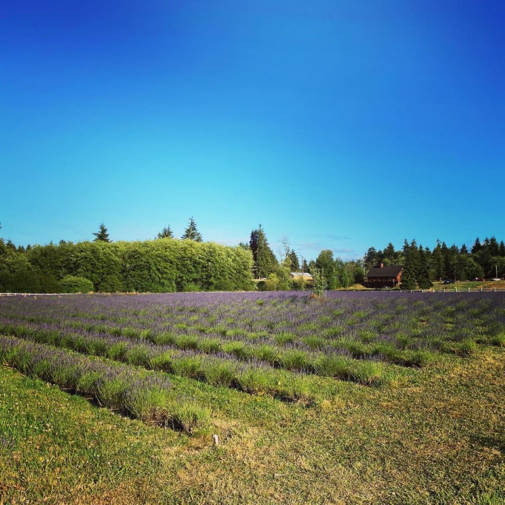 Fun Things to do in Raymond Lavender Farm