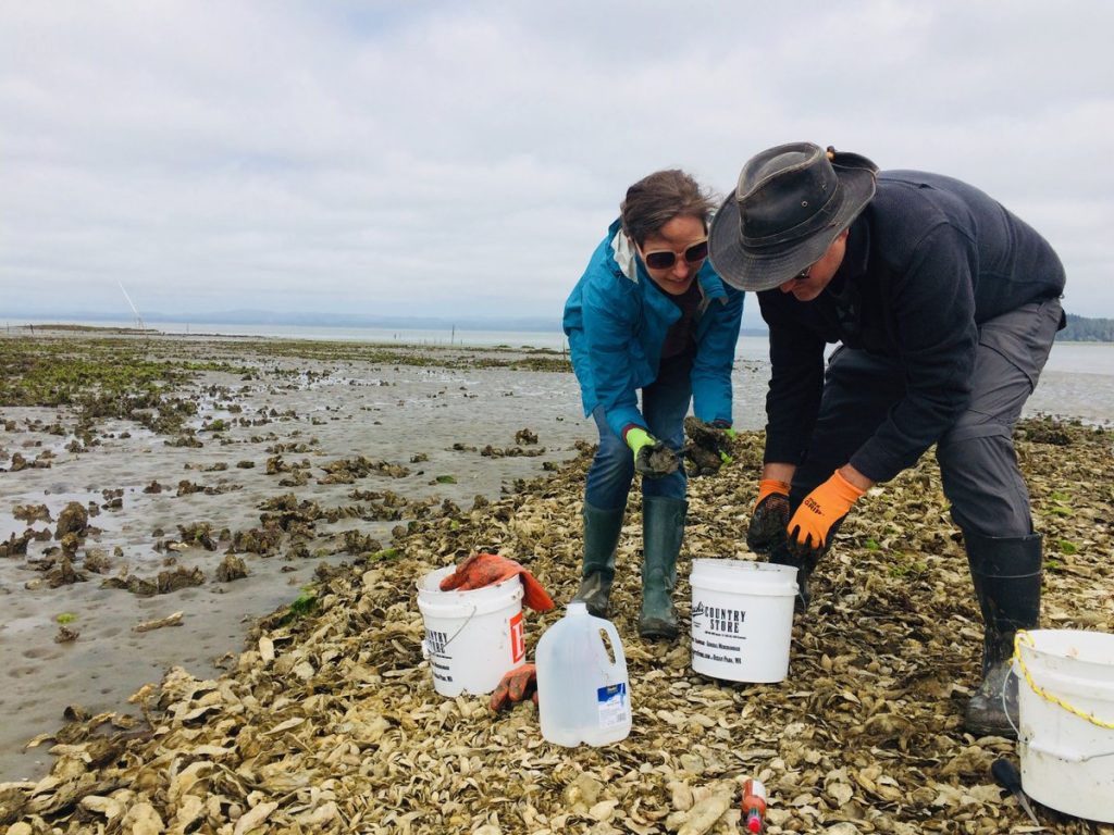 Willapa Bay Oysters Nahcotta Oyster Beds