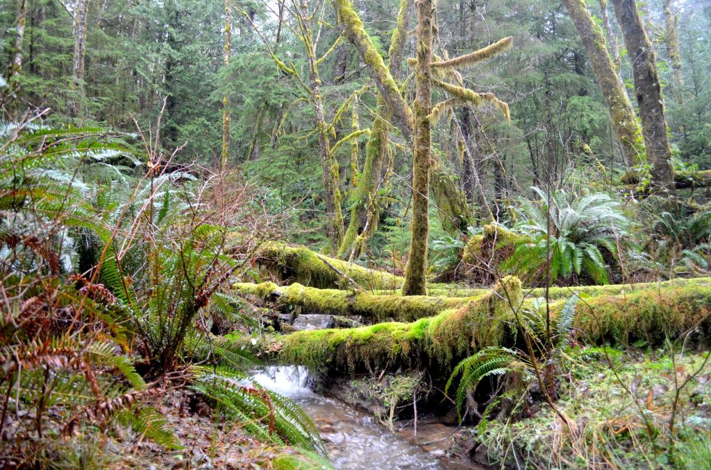 Adventure in Pacific County hiking