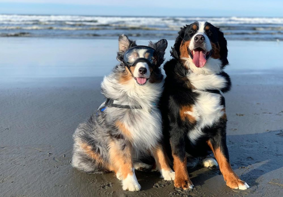 Dogs wearing cute goggles on a pet-friendly beach.