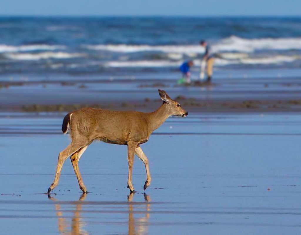 Celebrate the SEAson - 5 Doe a Deer