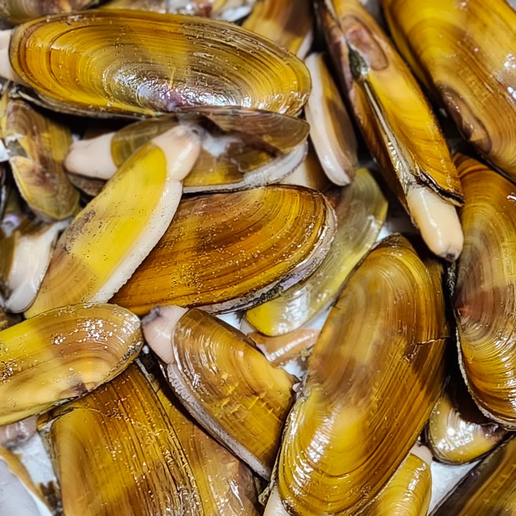 Razor Clam Digging