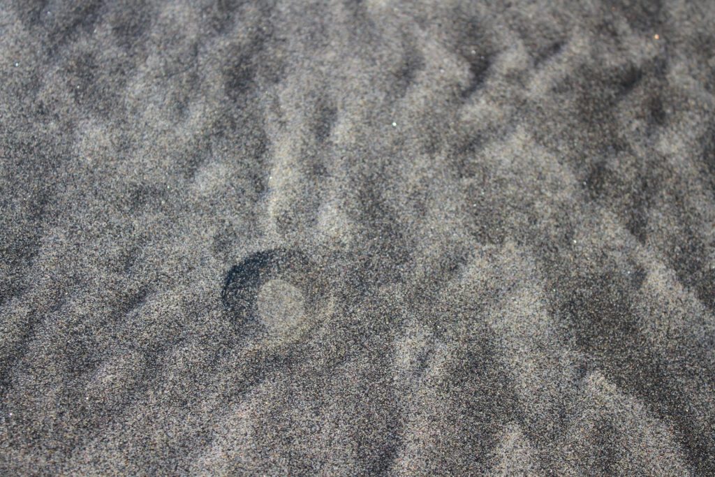 4. Razor Clam Digging - dimple - credit Robyn Unruh