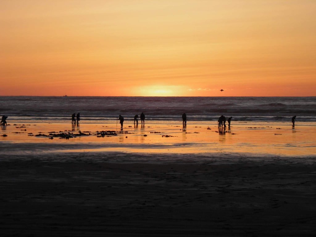 Razor Clam Digging