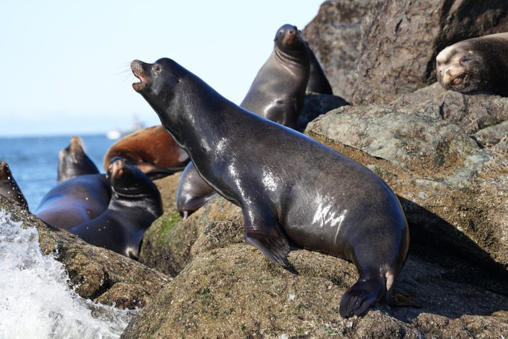 7. Benefits of a Coastal Visit - Wildlife