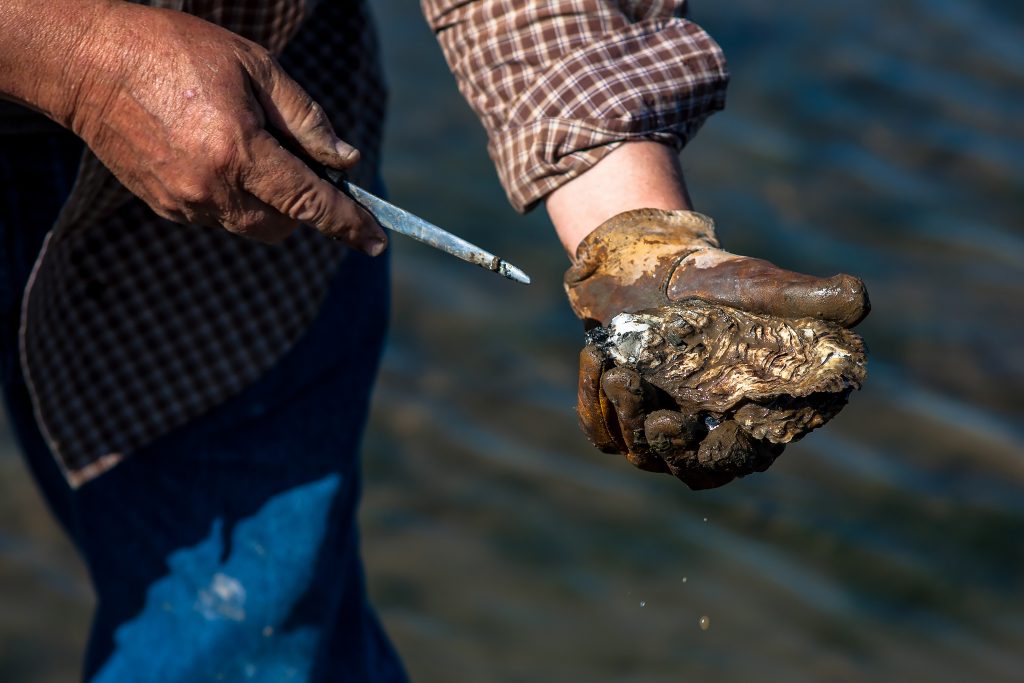 2. Oysters in Pacific County - Special