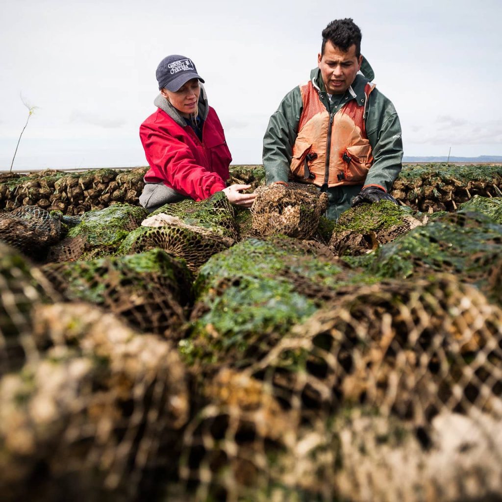 5. Oysters in Pacific County - Goose Point - credit Goose Point Oysters