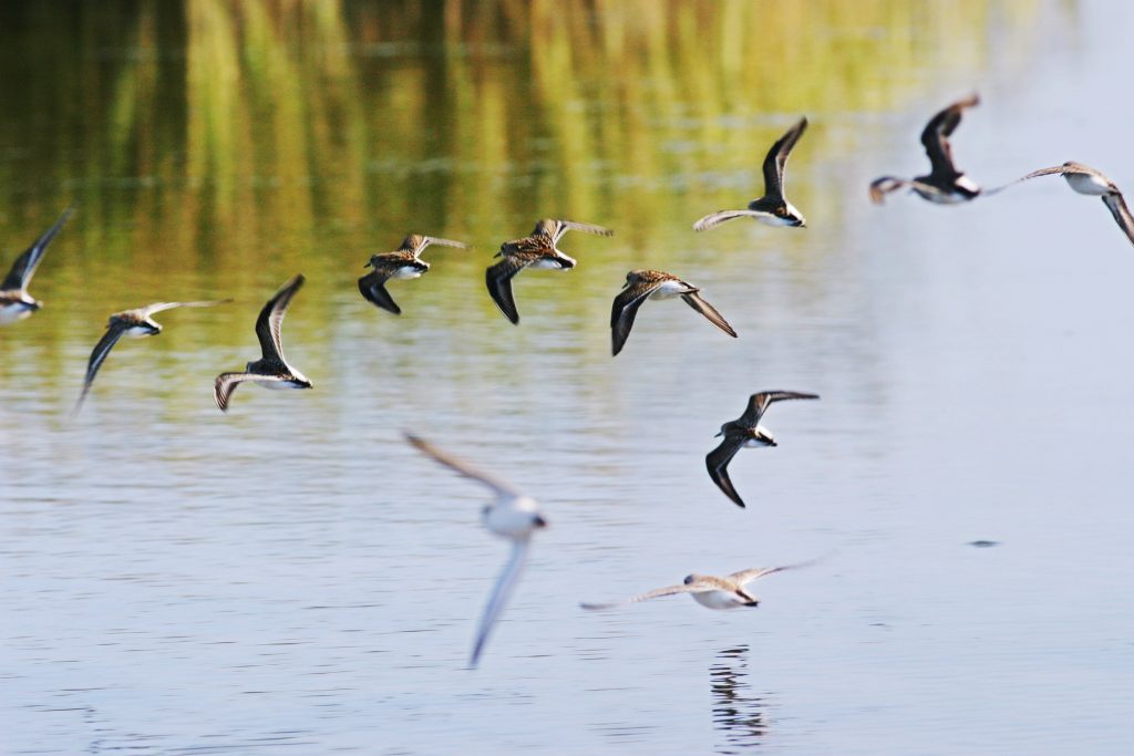 8. Best Coastal Small Towns - Birding - credit Bill Wagner