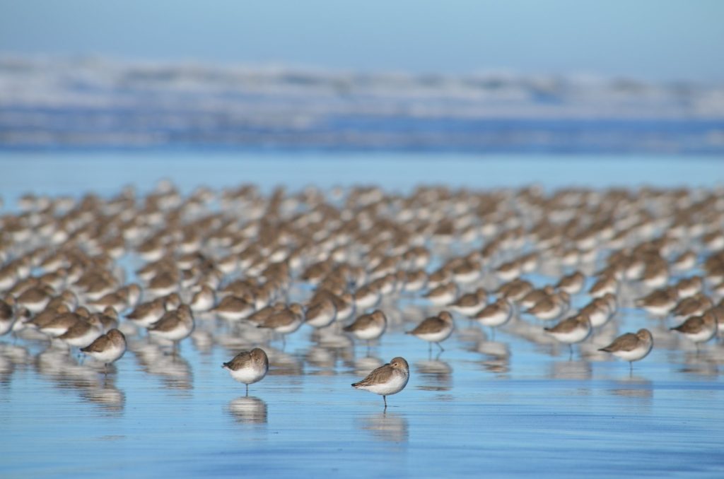 Birdwatching in Washington: Your Guide to Wings in Wilderness