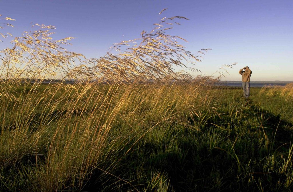 Birdwatching in Washington: Your Guide to Wings in Wilderness