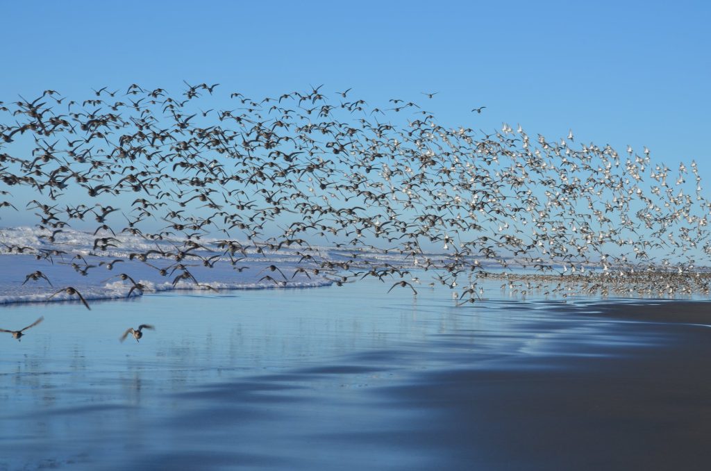 Birdwatching in Washington: Your Guide to Wings in Wilderness