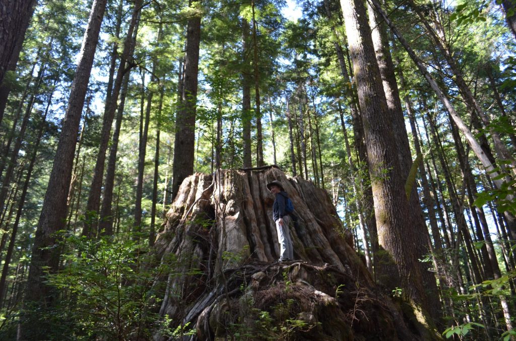 Hiking Washington’s Evergreen Coast: When Forest Meets the Sea