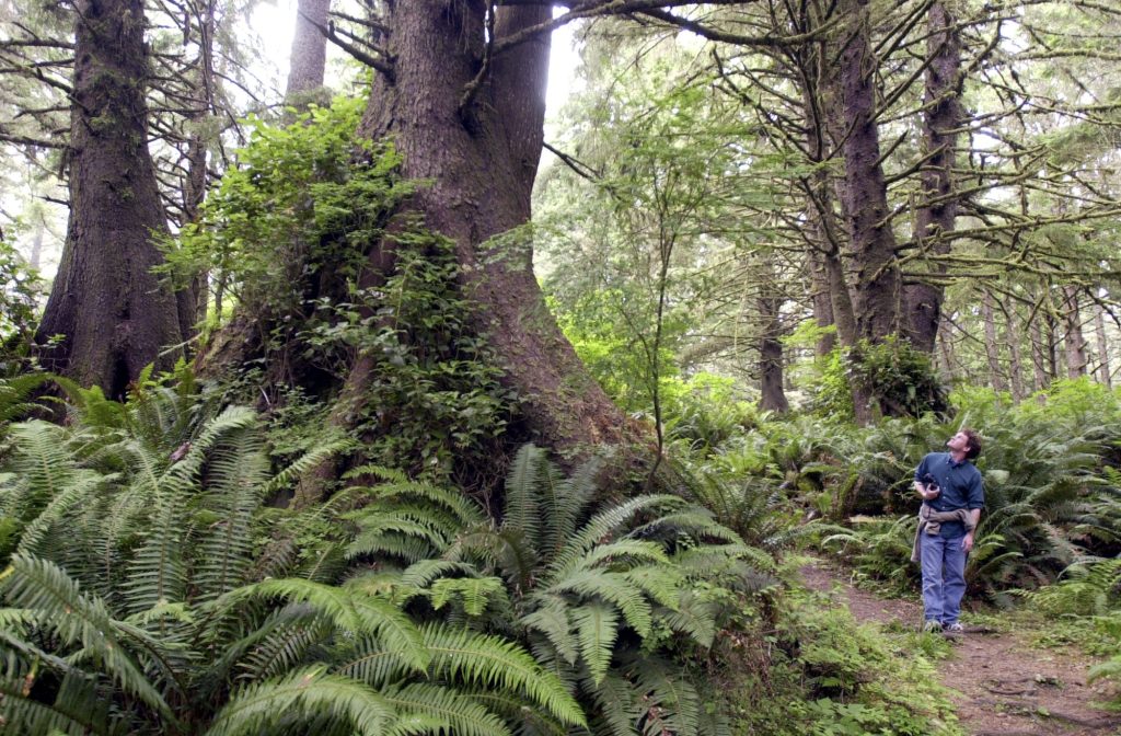 Hiking Washington’s Evergreen Coast: When Forest Meets the Sea