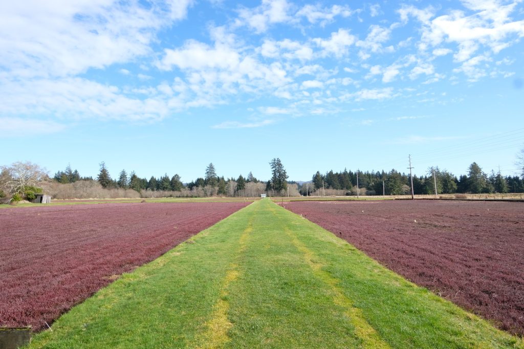 Washington Cranberries: The Ruby Heart of the Evergreen Coast