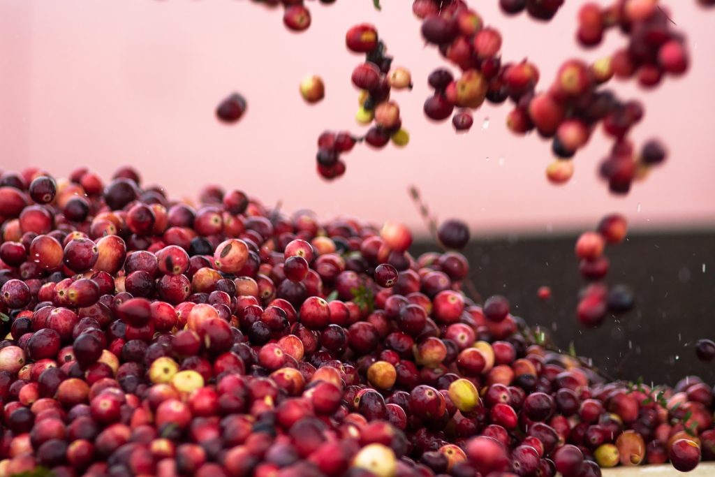 Washington Cranberries: The Ruby Heart of the Evergreen Coast