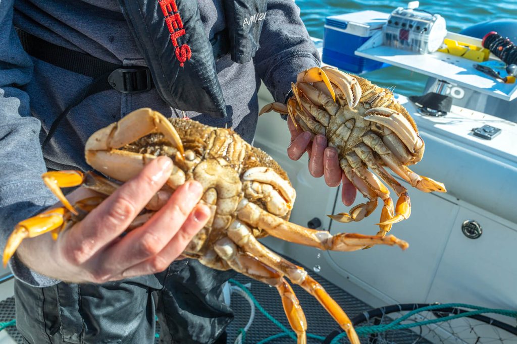 A person standing in a boat holding up two crabs.