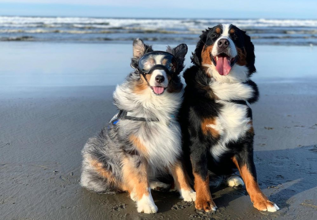 Puppy Love: Best Dog-Friendly Spots on the Evergreen Coast