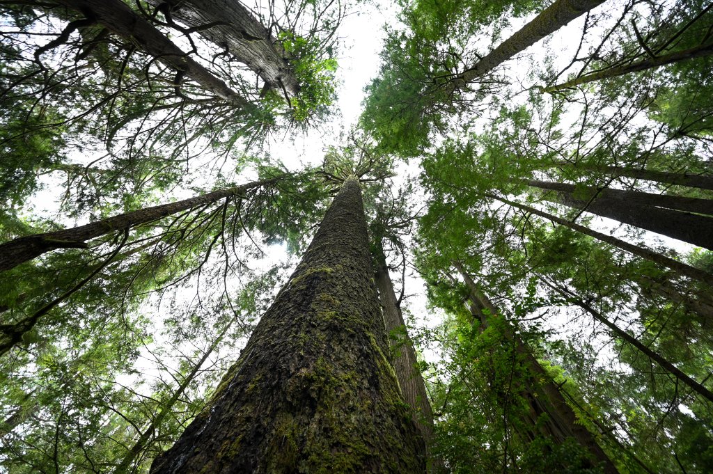 Willapa National Wildlife Refuge: A Complete Guide to Washington’s Hidden Gem