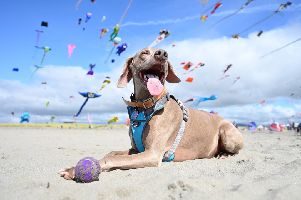 Puppy Love: Best Dog-Friendly Spots on the Evergreen Coast