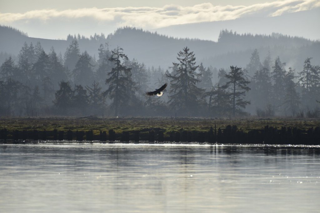 Willapa National Wildlife Refuge: A Complete Guide to Washington’s Hidden Gem