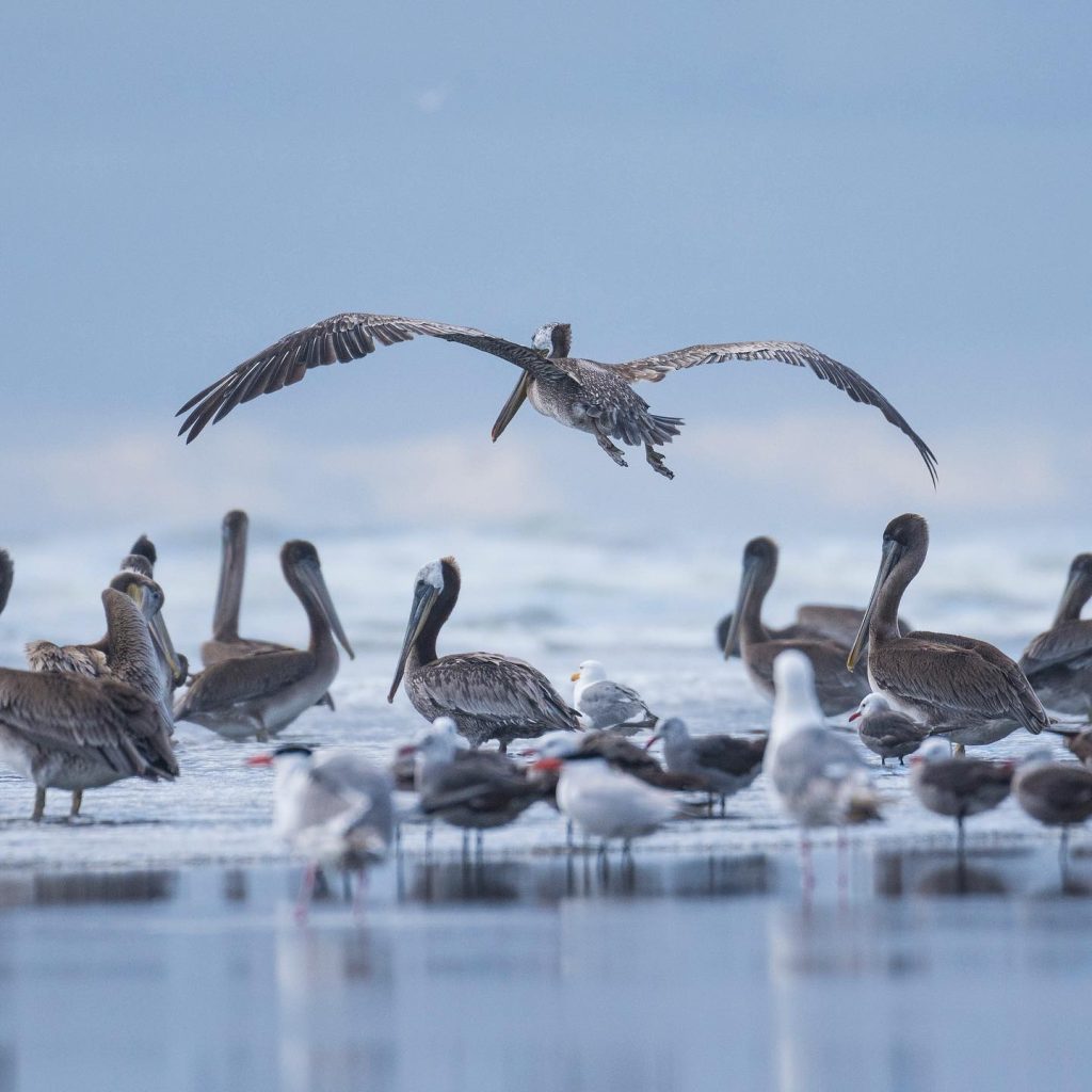 A group of birds on a beach shore and just above them, another bird flying low.